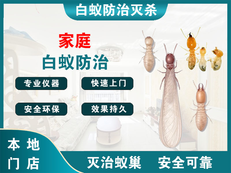 常山家庭白蚁防治