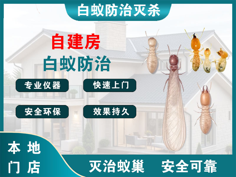 常山自建房白蚁防治