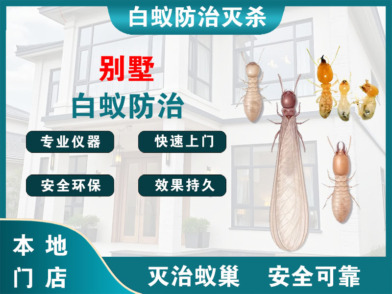 常山别墅白蚁防治