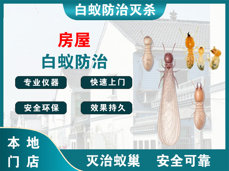 常山房屋白蚁防治